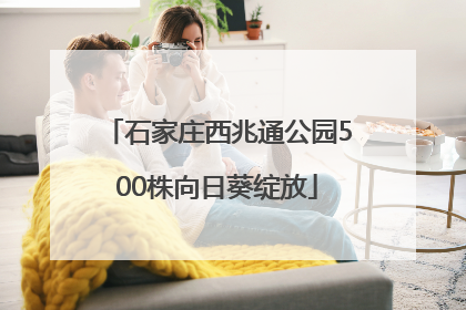 石家庄西兆通公园500株向日葵绽放