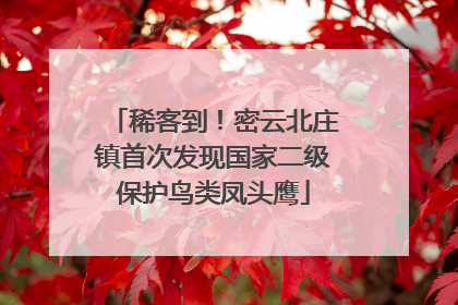 稀客到！密云北庄镇首次发现国家二级保护鸟类凤头鹰