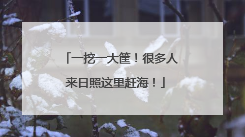 一挖一大筐！很多人来日照这里赶海！