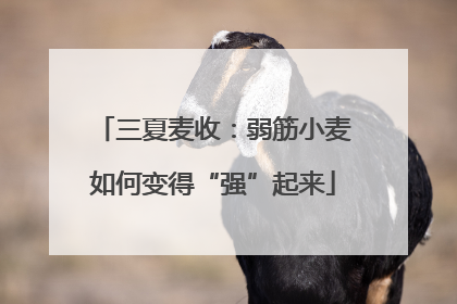 三夏麦收：弱筋小麦如何变得“强”起来