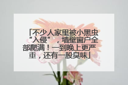 不少人家里被小黑虫“入侵”，墙壁窗户全部爬满！一到晚上更严重，还有一股臭味