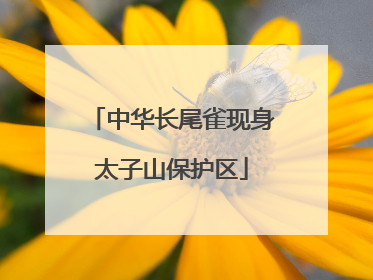 中华长尾雀现身太子山保护区