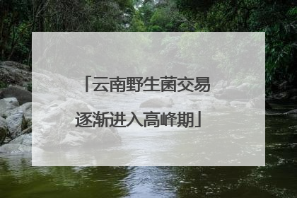 云南野生菌交易逐渐进入高峰期