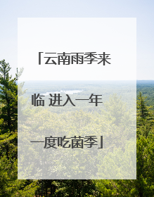 云南雨季来临 进入一年一度吃菌季
