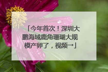 今年首次！深圳大鹏海域鹿角珊瑚大规模产卵了，视频→