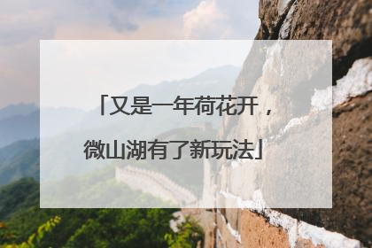 又是一年荷花开，微山湖有了新玩法