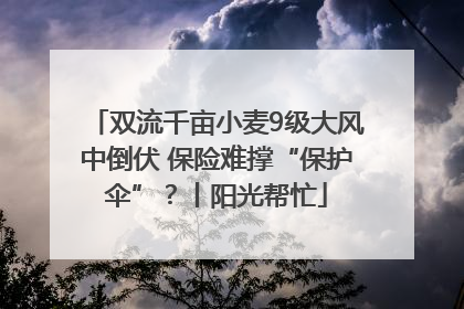 双流千亩小麦9级大风中倒伏 保险难撑“保护伞”？丨阳光帮忙
