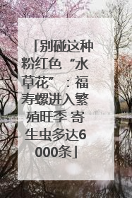 别碰这种粉红色“水草花”：福寿螺进入繁殖旺季 寄生虫多达6000条