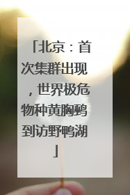北京：首次集群出现，世界极危物种黄胸鹀到访野鸭湖