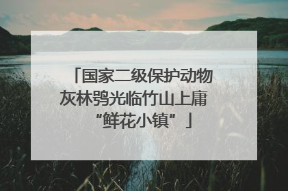 国家二级保护动物灰林鸮光临竹山上庸“鲜花小镇”
