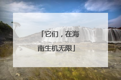 它们，在海南生机无限
