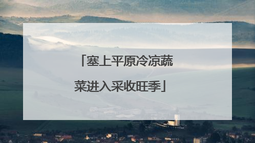 塞上平原冷凉蔬菜进入采收旺季