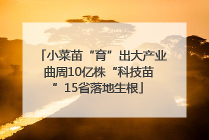 小菜苗“育”出大产业 曲周10亿株“科技苗”15省落地生根