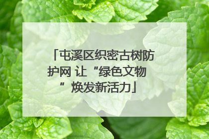 屯溪区织密古树防护网 让“绿色文物”焕发新活力