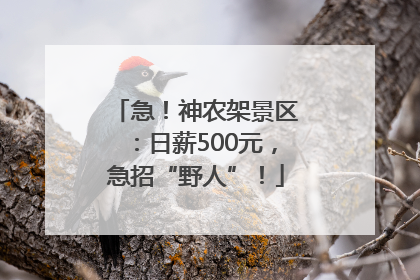 急！神农架景区：日薪500元，急招“野人”！