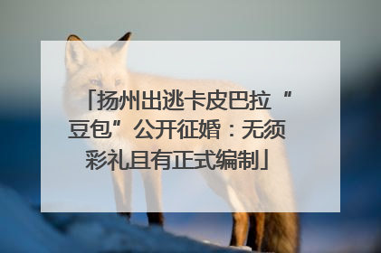 扬州出逃卡皮巴拉“豆包”公开征婚：无须彩礼且有正式编制