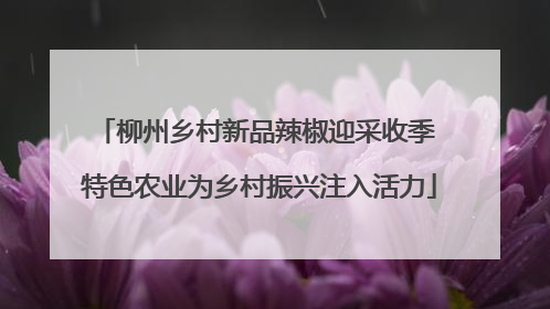 柳州乡村新品辣椒迎采收季 特色农业为乡村振兴注入活力