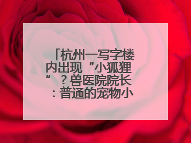 杭州一写字楼内出现“小狐狸”？兽医院院长：普通的宠物小狗，像狐狸犬