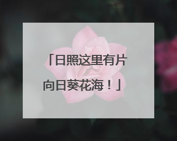 日照这里有片向日葵花海！