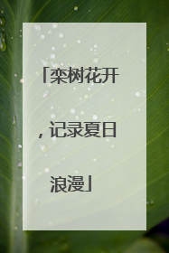 栾树花开，记录夏日浪漫