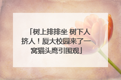 树上排排坐 树下人挤人！厦大校园来了一窝猫头鹰引围观