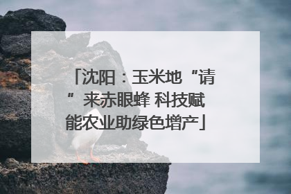 沈阳：玉米地“请”来赤眼蜂 科技赋能农业助绿色增产