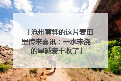 沧州黄骅的这片麦田里传来喜讯：一水未浇的旱碱麦丰收了