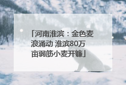 河南淮滨：金色麦浪涌动 淮滨80万亩弱筋小麦开镰