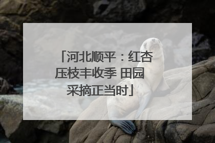 河北顺平：红杏压枝丰收季 田园采摘正当时