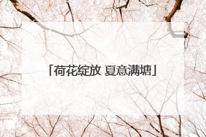 荷花绽放 夏意满塘