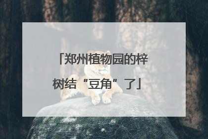 郑州植物园的梓树结“豆角”了
