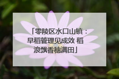 零陵区水口山镇：早稻管理见成效 稻浪飘香穗满田