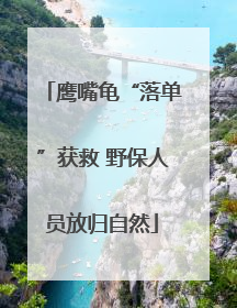 鹰嘴龟“落单”获救 野保人员放归自然