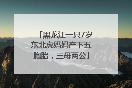 黑龙江一只7岁东北虎妈妈产下五胞胎，三母两公
